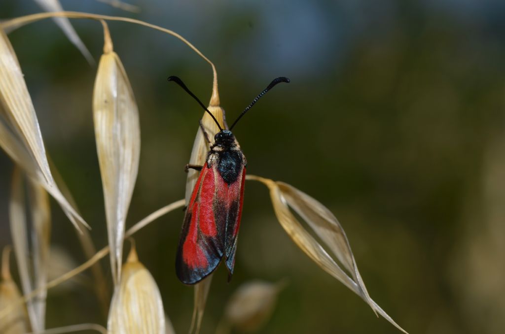 Lepidottero da identificare - Zygaena (Mesembrynus) purpuralis, Zygaenidae